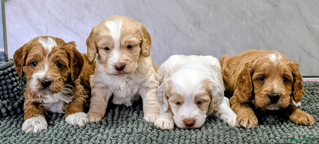 Cockapoo dogs for sale: Licensed breeder health tested F1 cockapoos in Rugby - Advert 1