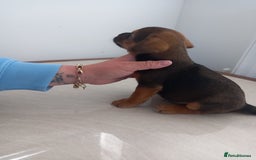 Mixed Breed dogs for sale: Patterdale x border terrier  - Image 2