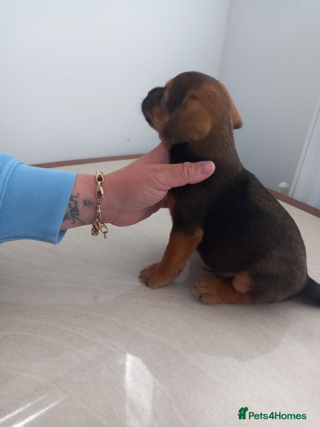 Mixed Breed dogs for sale: Patterdale x border terrier  - Image 2