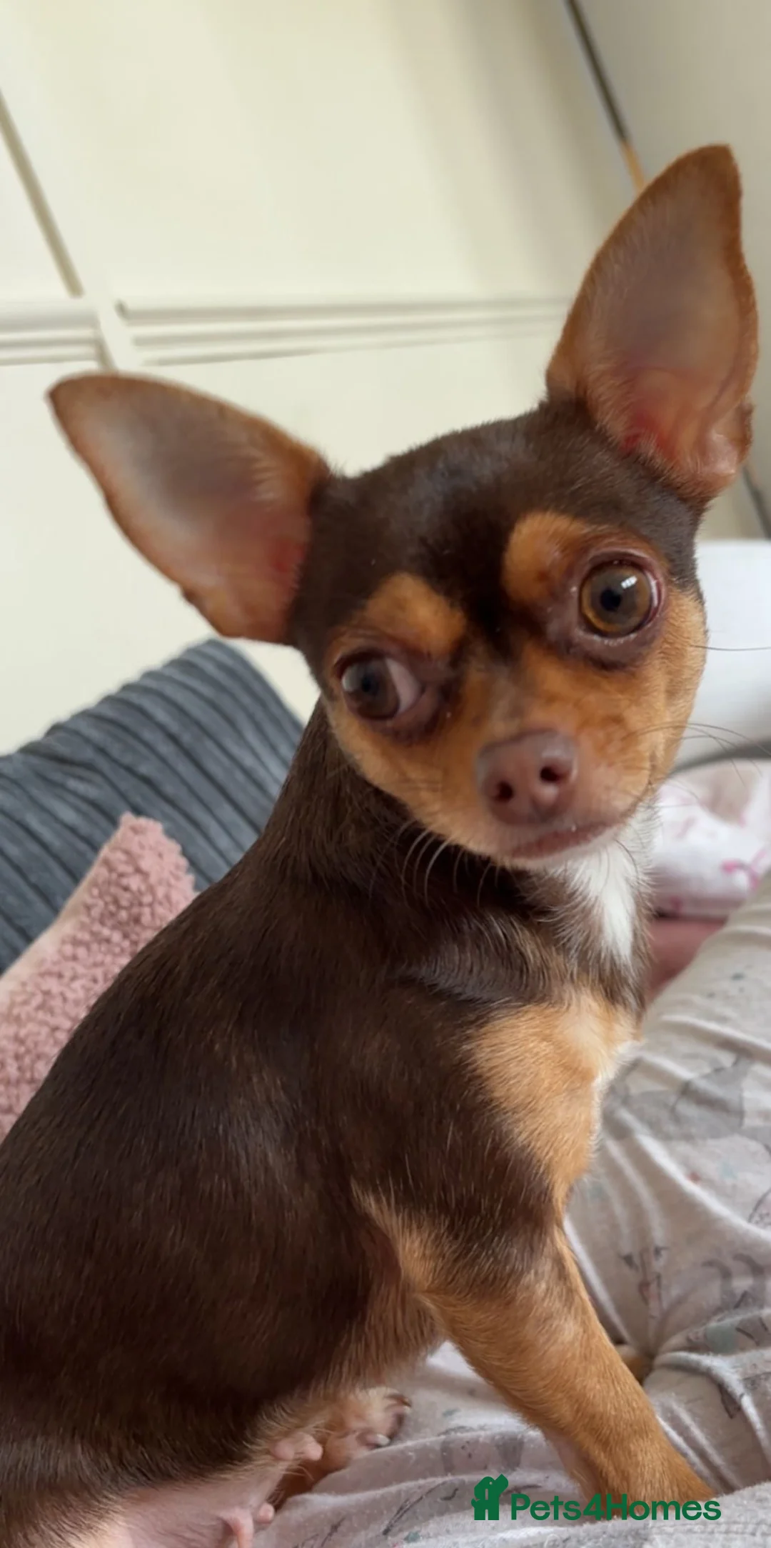 Chihuahua dogs for sale: Mrs McNally  - Advert 2