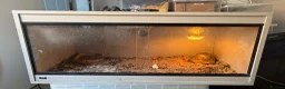 Tortoise reptiles for sale: Herman’s Tortoise and Vivarium in Portsmouth - Advert 5