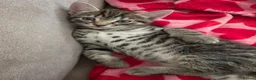 Mixed Breed cats for sale: 3 beautiful 1/4 siamese kittens ready now x - Advert 21