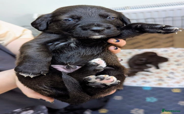 Mixed Breed dogs - Advert 10