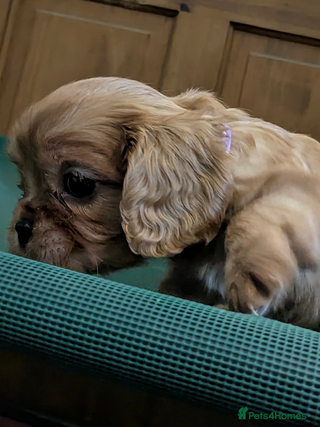 Cavalier King Charles Spaniel dogs for sale: Stunning Deep Ruby Cavalier king Charles puppies  - Image 39