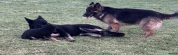 German Shepherd dogs for sale: ♔♛Deligent GSD Puppies for Sale –♔♛ - Advert 7