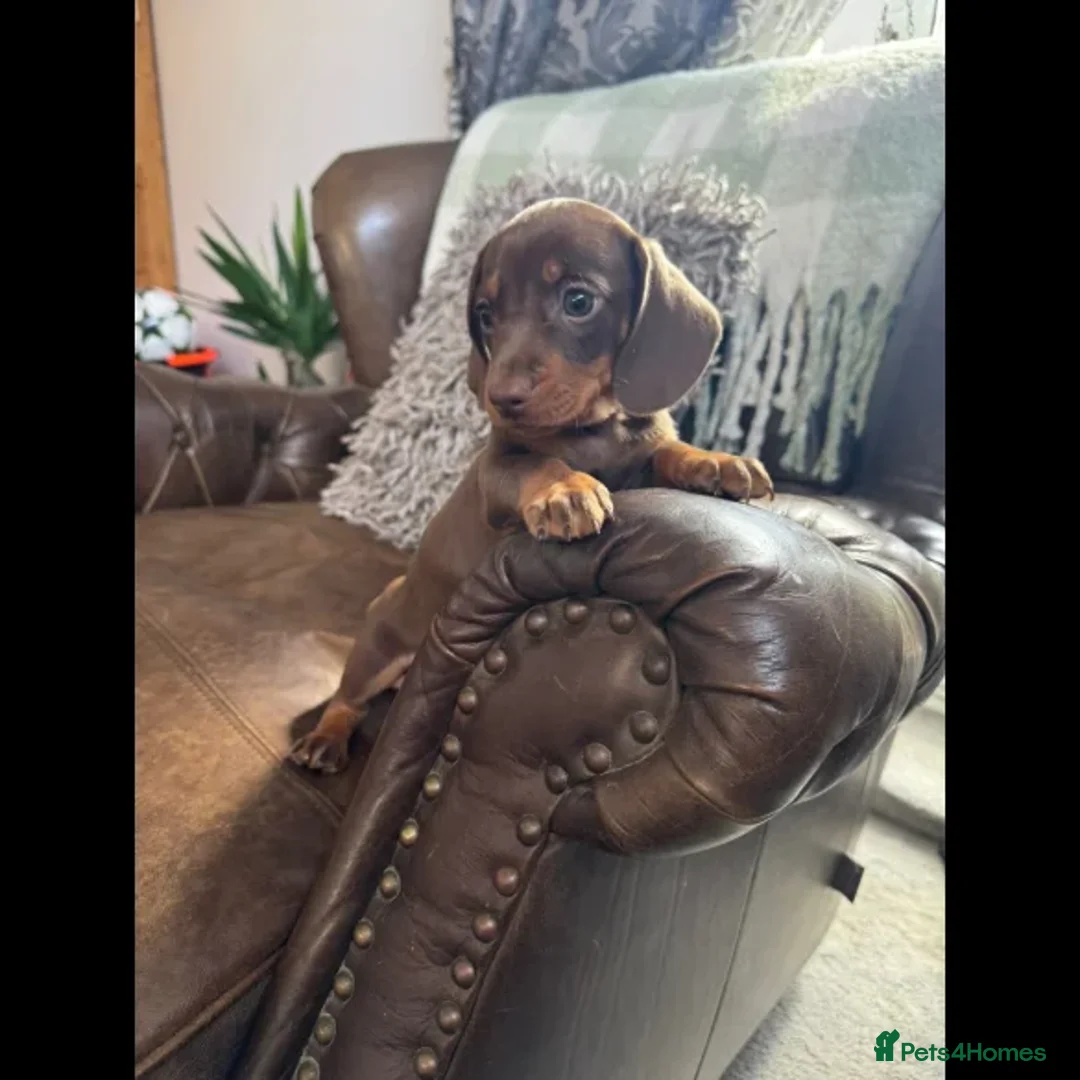Dachshund dogs for sale: dachshund puppies - Image 6