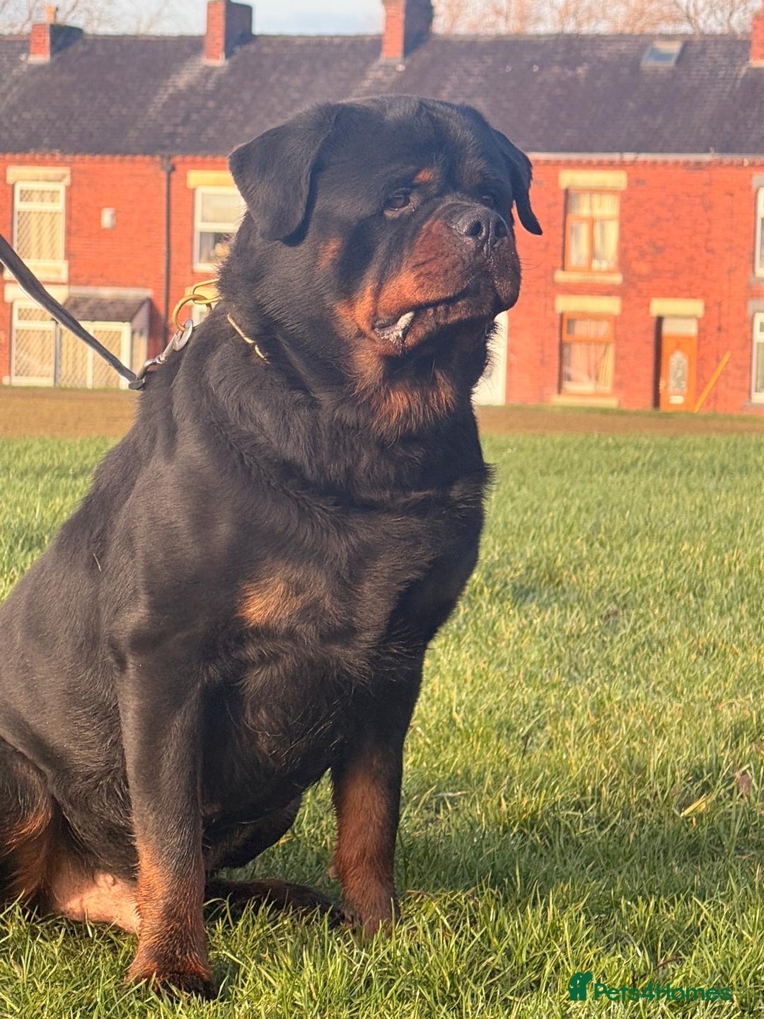 Rottweiler dogs for stud: Top quality health tested kc male German X serbian - Advert 13