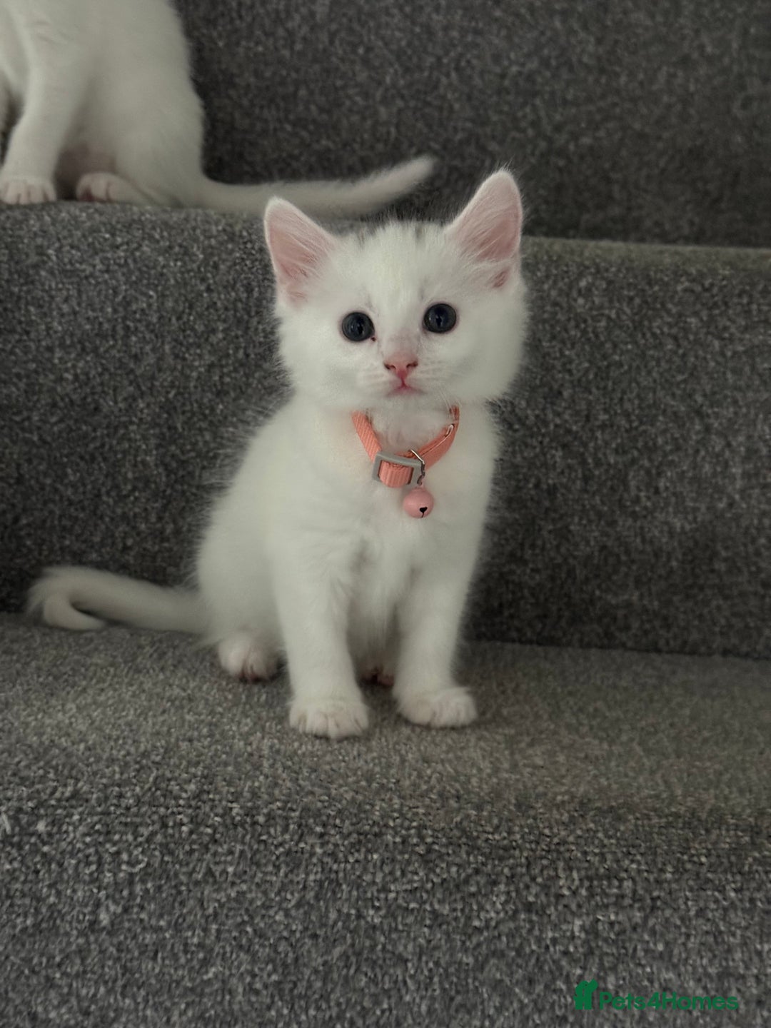 Mixed Breed cats for sale: Mixed breed white kittens  - Image 18