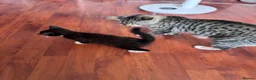 Mixed Breed cats for sale: Last kitten ready to go  - Advert 7
