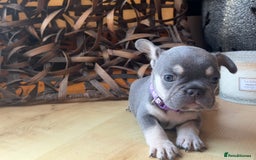 French Bulldog dogs for sale: Pedigree Frenchies - New Shade Isabella’s & Lilacs - Image 13