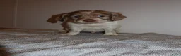 Cocker Spaniel dogs for sale: Cocker spaniel puppies tri - Advert 22