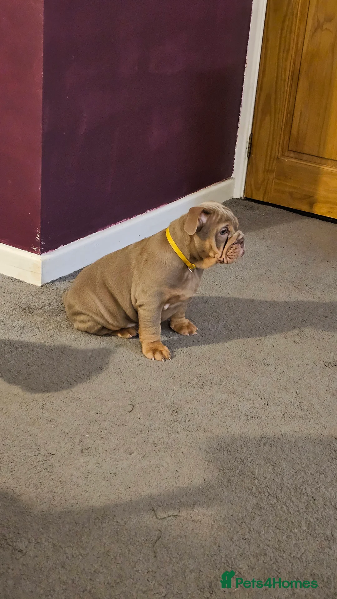 English Bulldog dogs for sale: English Bulldog - Advert 5