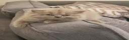 British Longhair cats for sale: Iman EL HAJJ - Advert 7