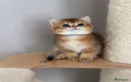 British Shorthair cats for sale: BSH Golden kittens  - Image 15