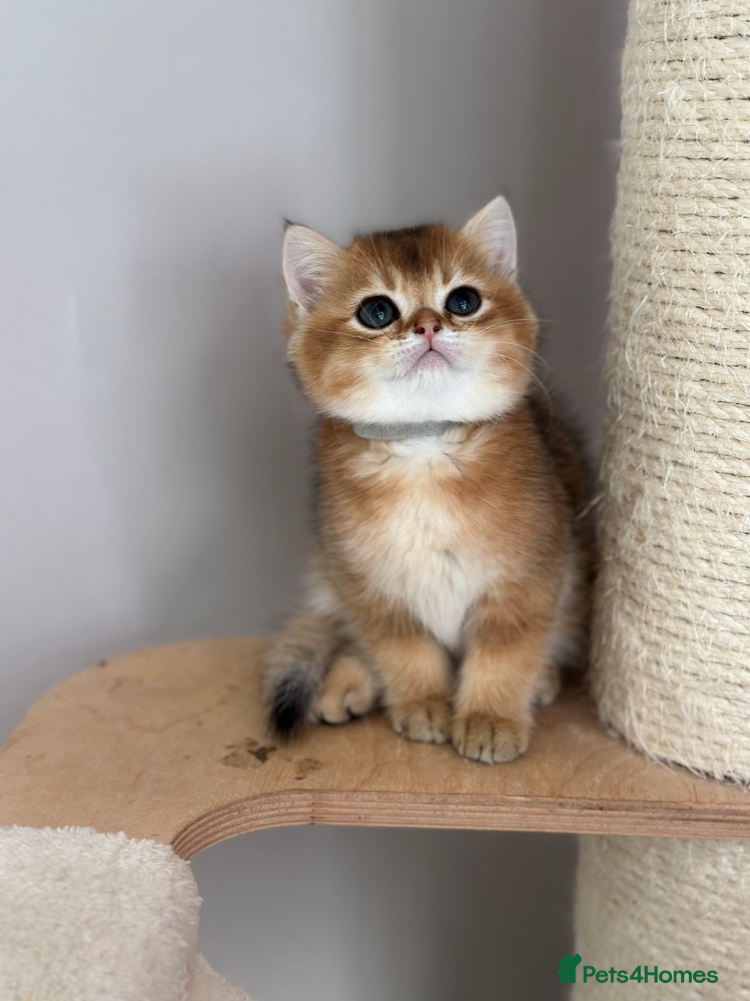 British Shorthair cats for sale: BSH Golden kittens  - Image 15
