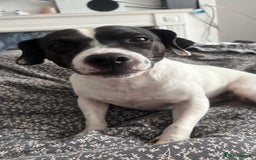 Mixed Breed dogs for sale: Eddie  - Advert 3