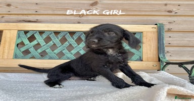 Mixed Breed dogs in Rhayader - Advert 9