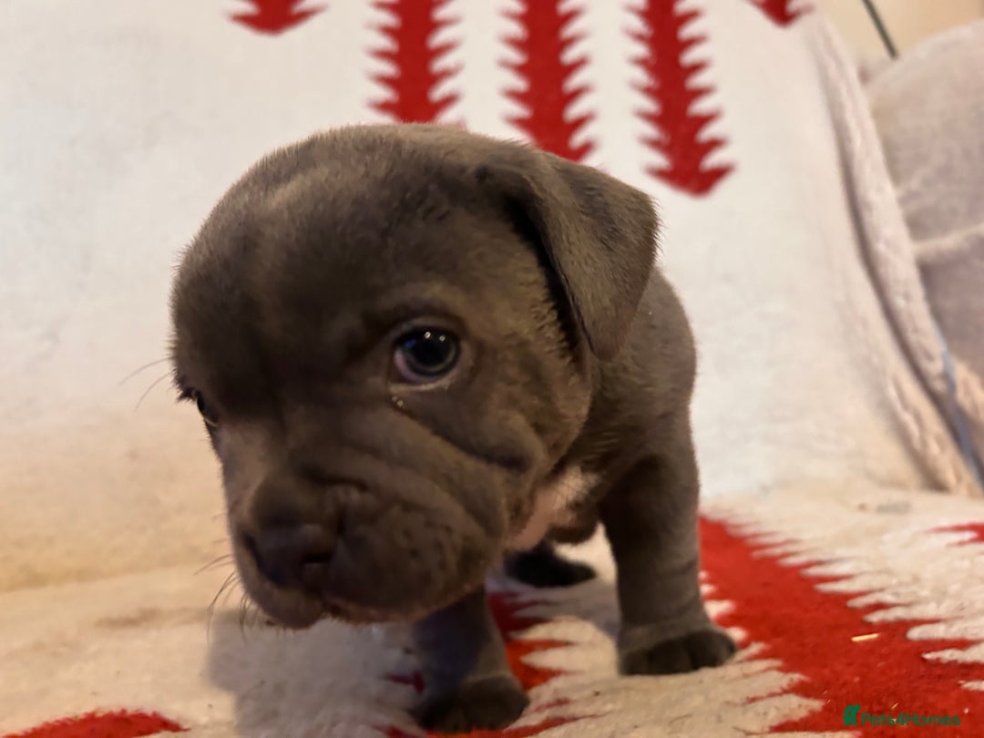 Staffordshire Bull Terrier dogs for sale: Stunning KC Reg 5 gens Blue Staffies - Advert 8