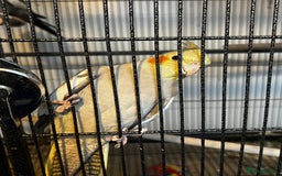 Cockatiels birds for sale: Cockatiels  - Advert 3