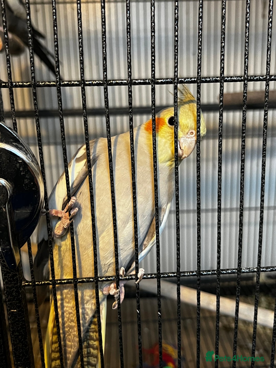 Cockatiels birds for sale: Cockatiels  - Advert 3