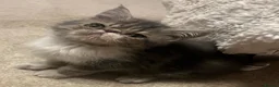 Exotic cats for sale: Exceptional show quality pure Exotic Kittens - Advert 3