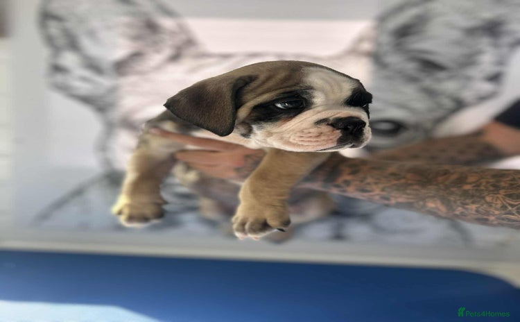 Mixed Breed dogs - Advert 5
