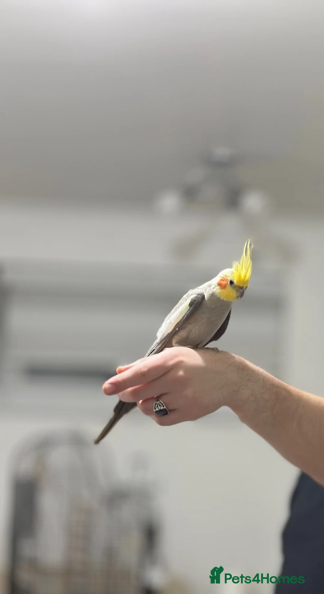 Cockatiels birds for sale: cockatiel in London - Advert 2