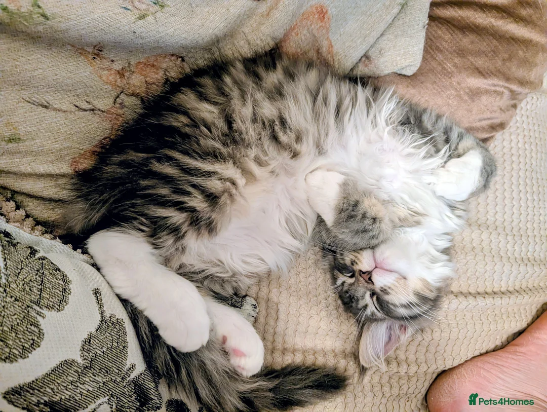 Maine Coon cats for sale: Tica Reg Maine Coon kitten from Champion lines  - Advert 2