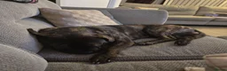 Mixed Breed dogs for sale: 1 year old Kylo - Advert 4