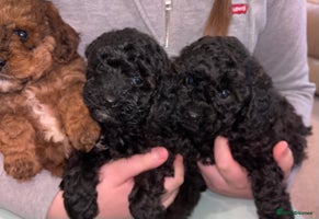 Cavapoo dogs **CAVAPOO F1B PUPS** 3 males left - Advert 2