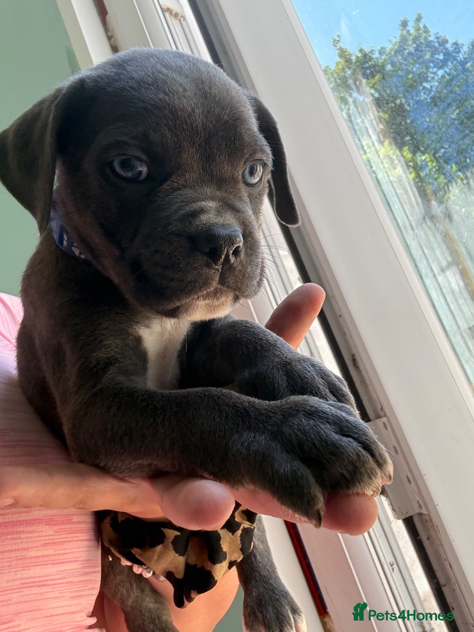 Cane Corso dogs Formentino, brindle, grey cane Corsos 👀🏡❤️ - Advert 1