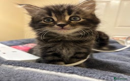 Mixed Breed cats for sale: Kittens lovely kittens  - Advert 9