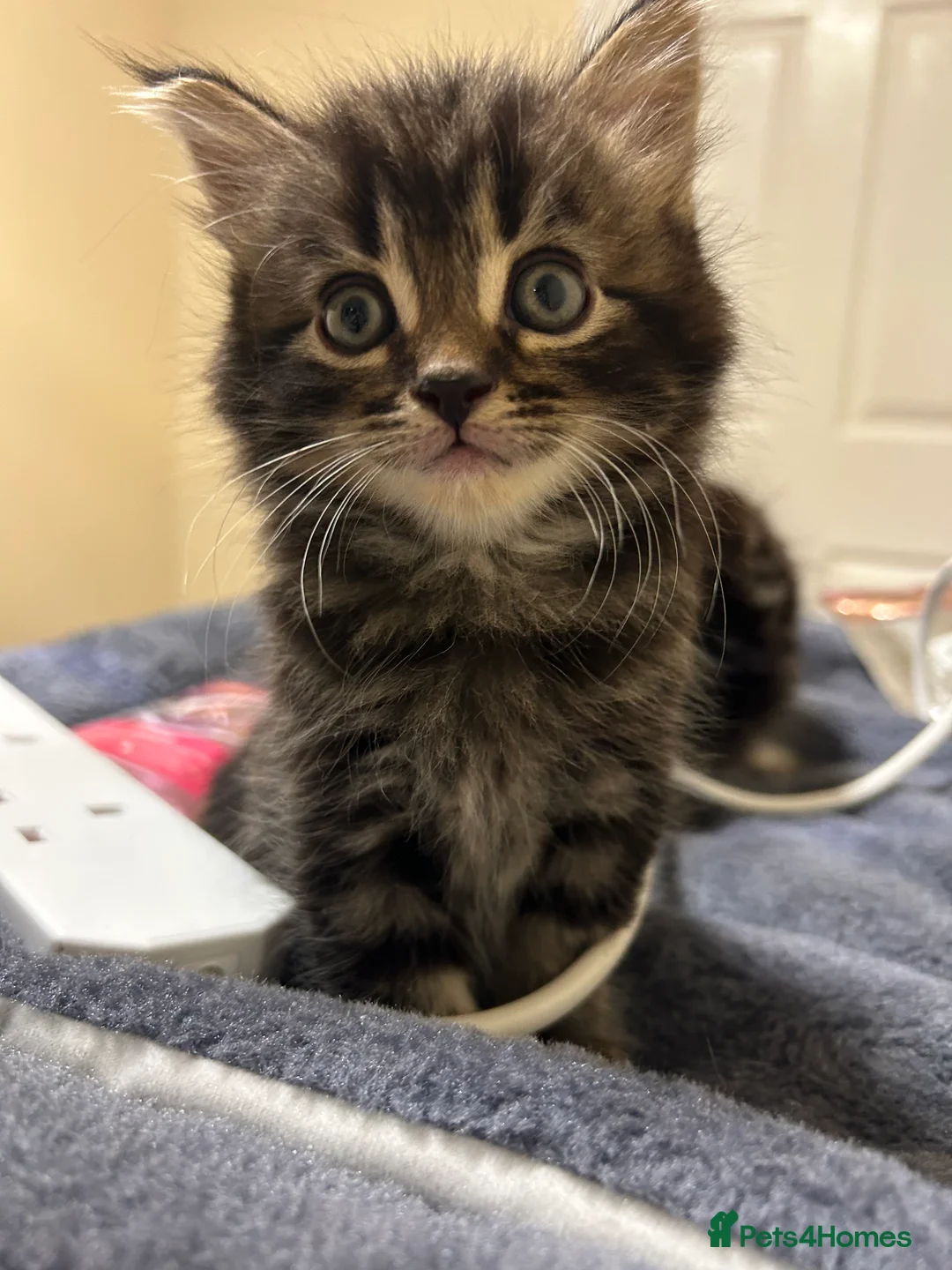 Mixed Breed cats for sale: 8 weeks old Kittens lovely kittens  - Advert 10