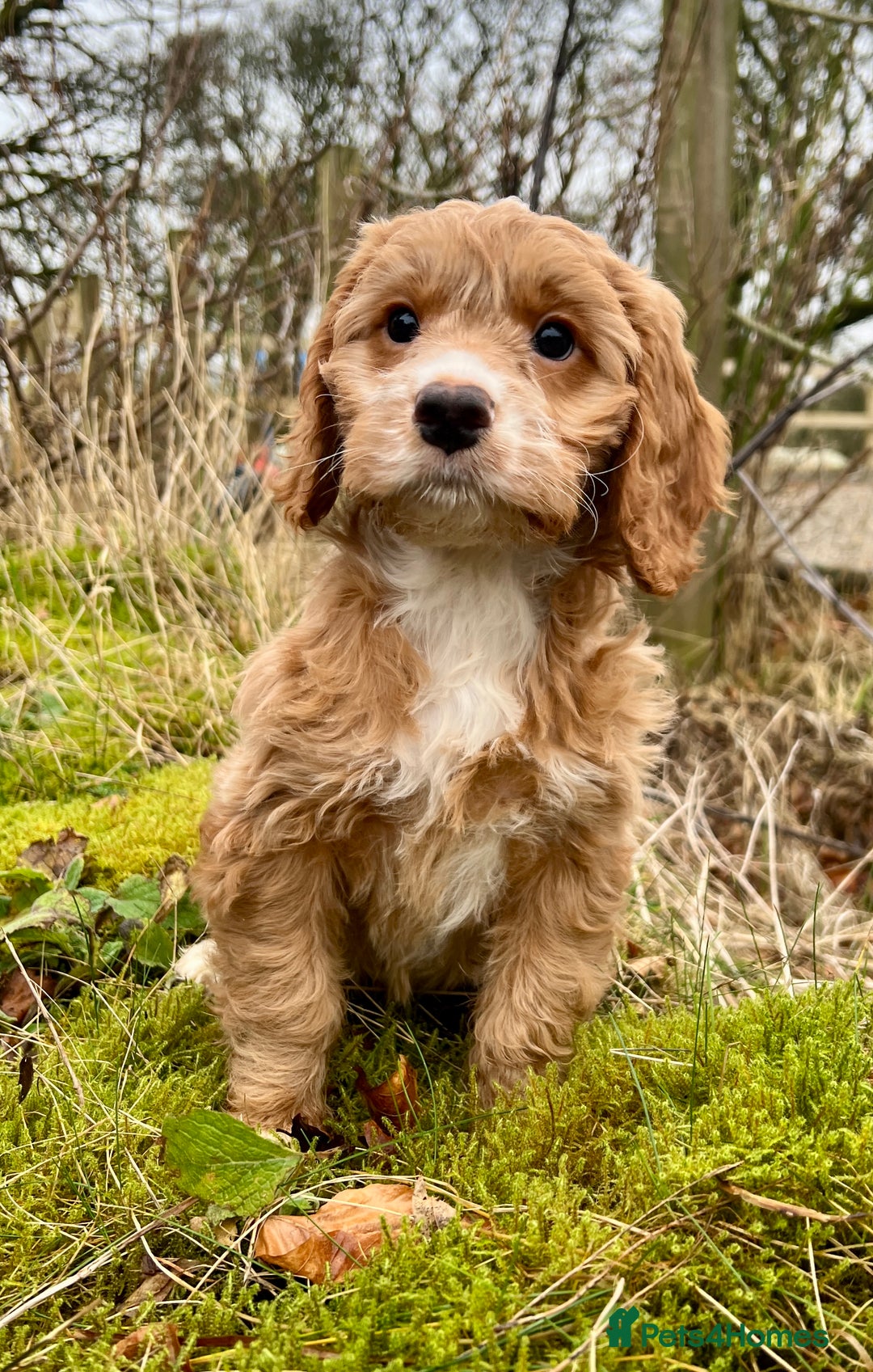 Cockapoo dogs for sale: Stunning F1 Cockapoo  - Advert 5