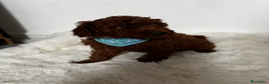 Toy Poodle Puppy 4