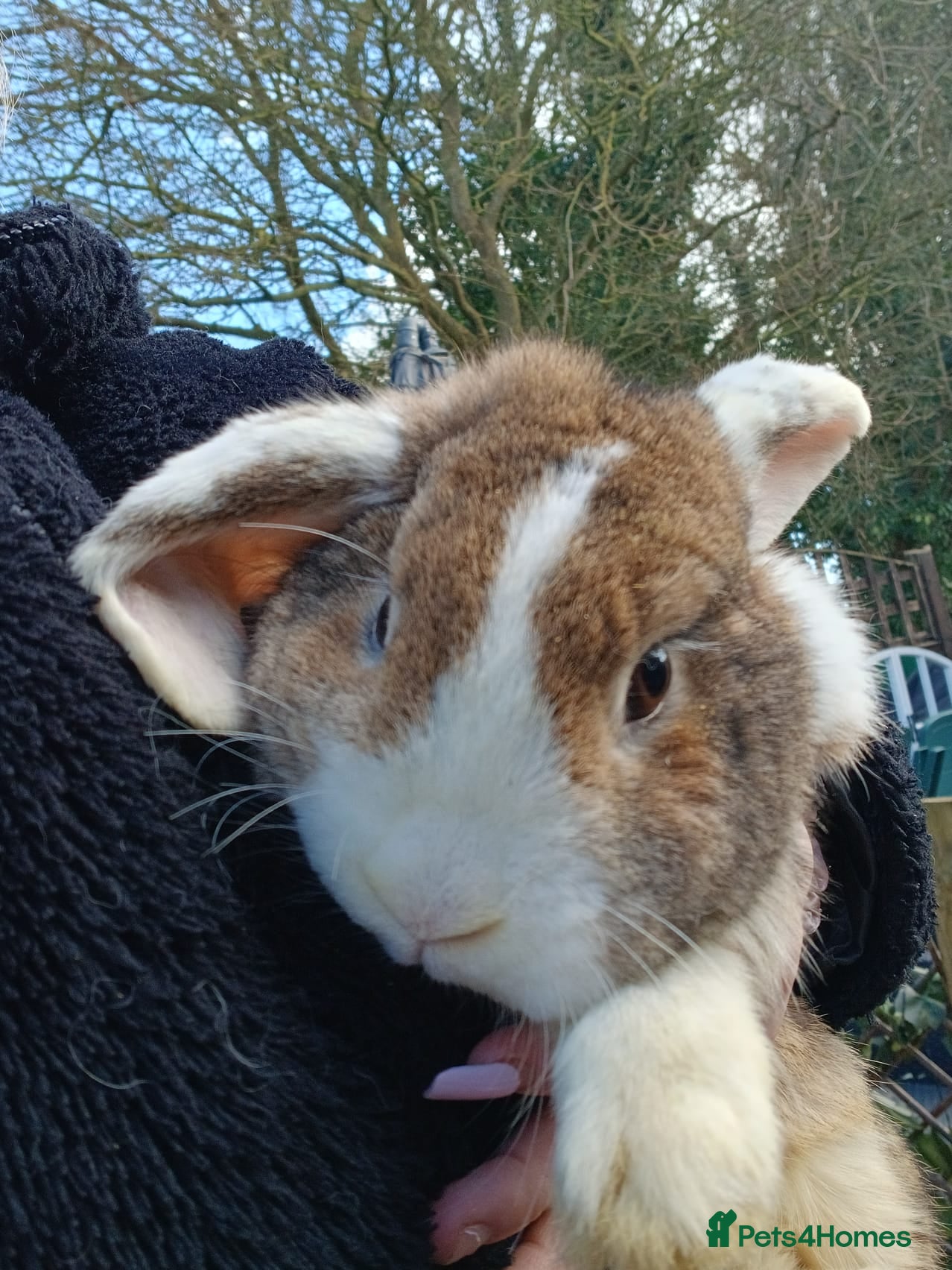 French Lop rabbits Beautiful girl rabbit lilly - Advert 1