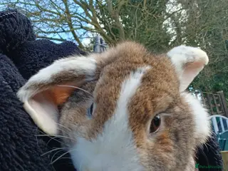 French Lop rabbits Beautiful girl rabbit lilly - Advert 2