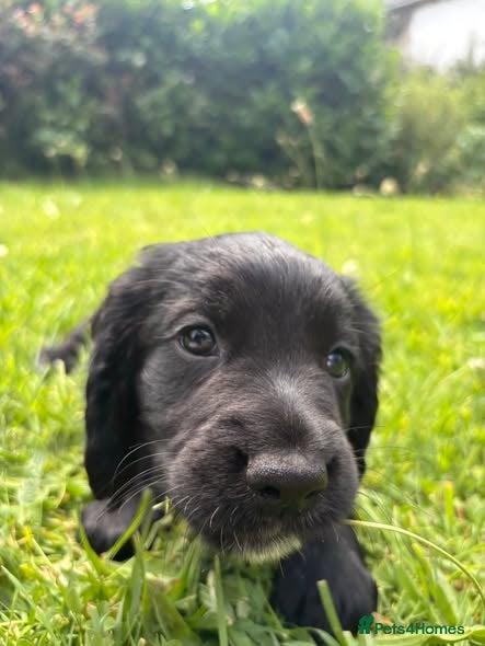 Sprocker dogs Cocker/Sprocker puppies.  1 black boy, 1 brown boy - Advert 2