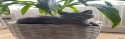 British Shorthair cats for sale: British shorthair boy and girl “Ready now “ - Advert 2