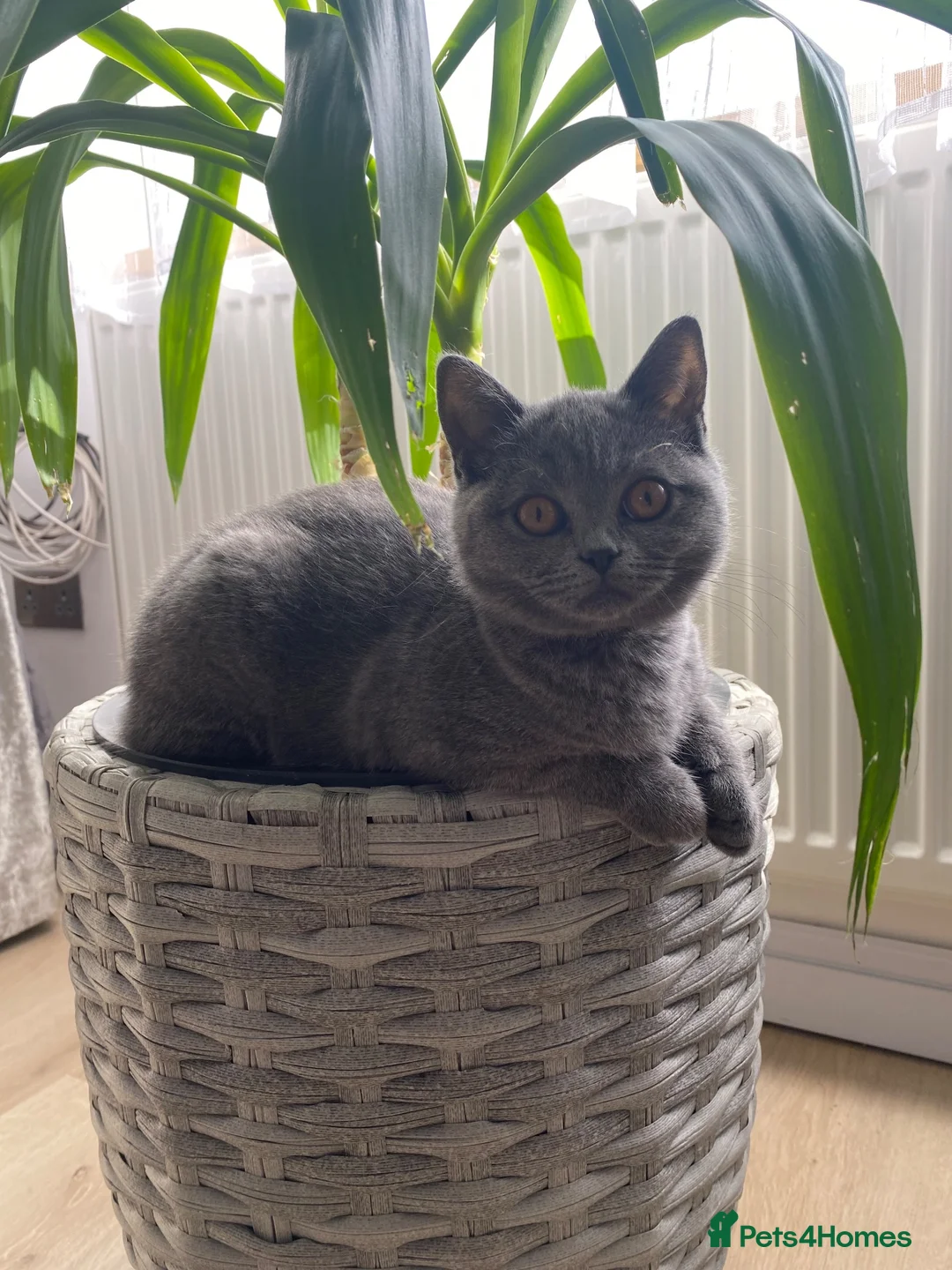 British Shorthair cats for sale: British shorthair boy and girl “Ready now “ - Advert 2