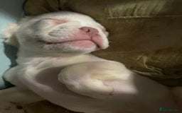 French Bulldog dogs for sale: 🐾 7 of the most Loving French Bulldogs 🐾🐶🩷 - Image 12