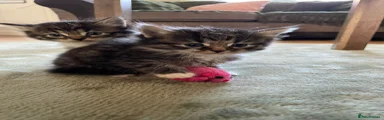 Mixed Breed Kitten 5