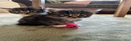 Mixed Breed cats for sale: 5 adorable fur balls   in Manchester - Advert 3