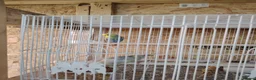 Budgerigars birds for sale: Rainbow budgies for sale - Advert 3