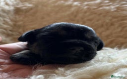 Border Terrier dogs for sale: Border Terriers  - Image 6
