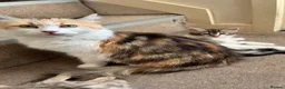 Mixed Breed cats for sale: Kittens  - Advert 15
