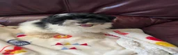 Havanese dogs for sale: Fully vaccinated kc registered girl pup - Advert 5