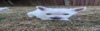 West Highland Terrier 2