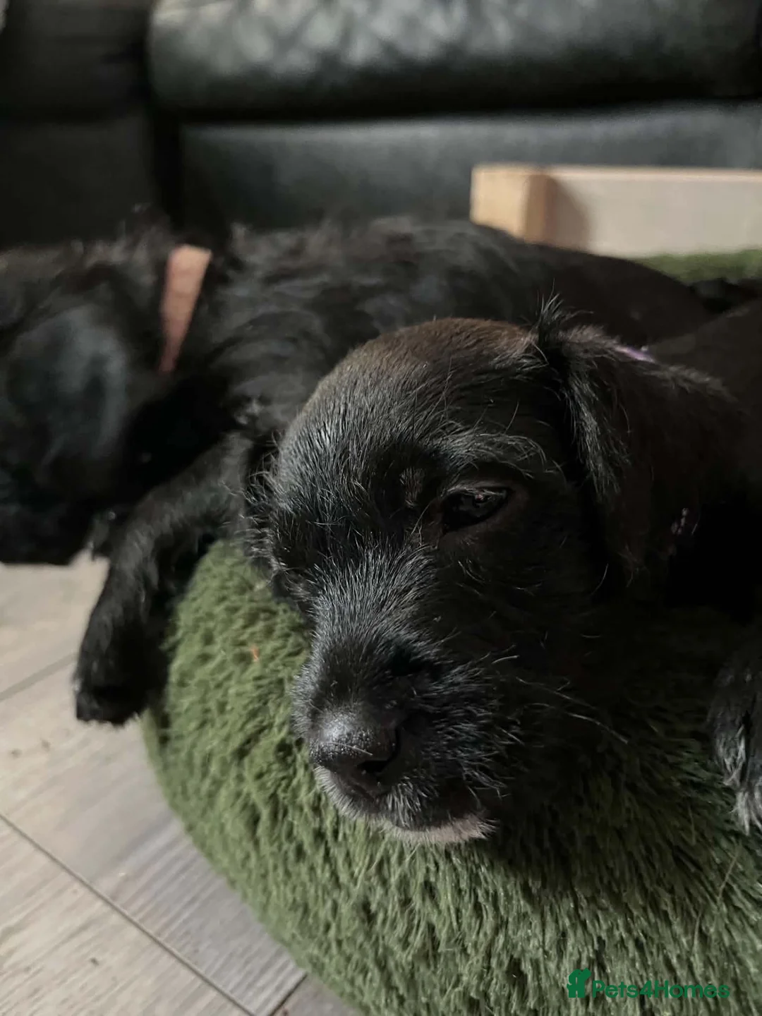Patterjack dogs for sale: 2 stunning black patterjack girls  in Wallsend - Advert 2