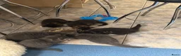 Maine Coon cats for sale: G Maine Coons - Advert 4